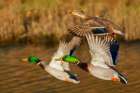 Mallard ducks taking flight in late autumn Art Print